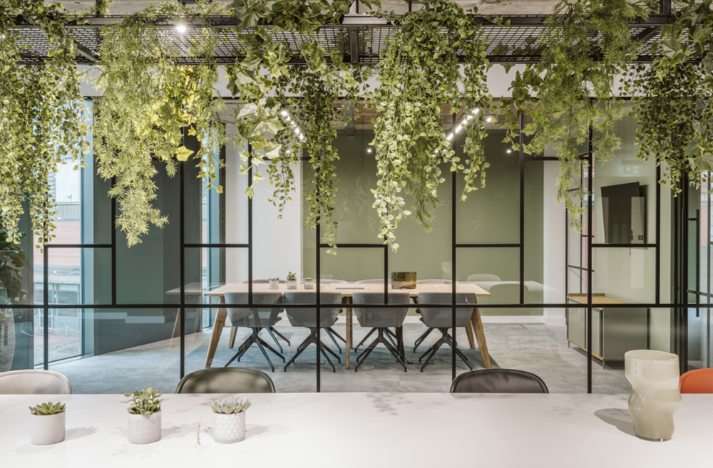 Image shows long office table and chairs with wooden top, and black metal legs. There is a green leafs and foliage hanging from wired racks on the ceiling.