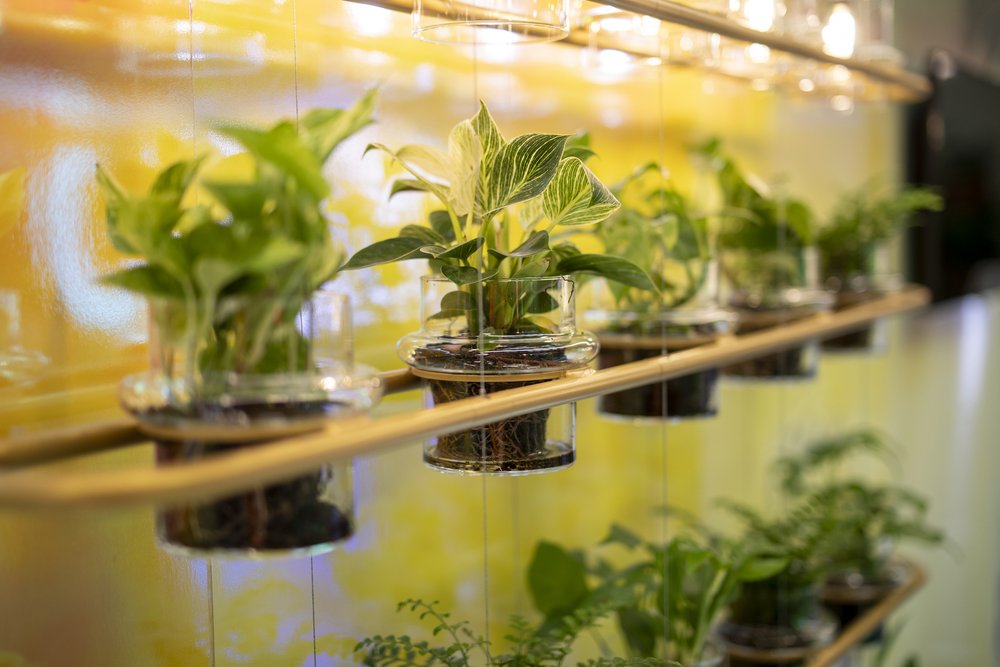 A wall lined with small green leafy plants in glass pots between wooden beams.